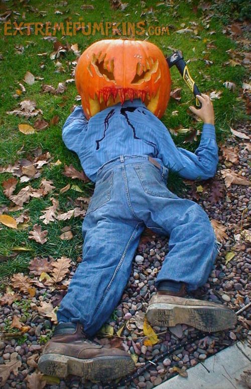 A-100-lb-pumpkin-is-large-enough-to-eat-a-man-2